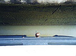 An officer monitors the clearance of the cruise ship MS Ryndam as she traverses the lock.