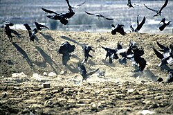 Flock feeding at a garbage dump