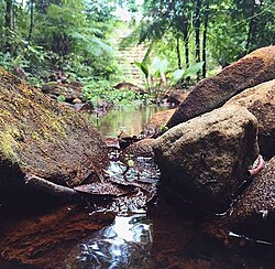 A small stream in Lake Parramatta, Sydney
