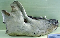 Lower jaw of Mylodon