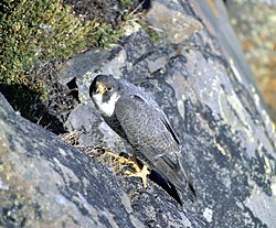 An adult of either the subspecies pealei or tundrius by its nest in Alaska