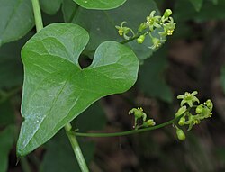The genus Dioscorea includes different species of yam.