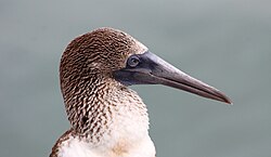 Blue-footed booby (Sula nebouxii) with distinctive colouring and bill.
