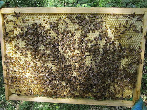 Co-operative brood rearing, seen here in honeybees, is a condition of eusociality.