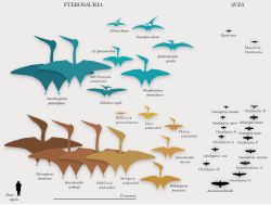 Wide variation in Late Cretaceous pterosaur size, compared to birds and a human