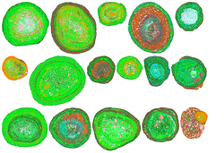 QEMSCAN mineral maps of bauxite ore-forming pisoliths