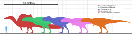 Graph showing relative sizes of five types of dinosaur compared with small human figure, each represented by silhouettes in different colours