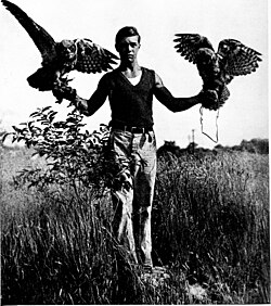 Frank training a pair of great horned owls