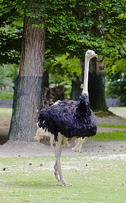 Common ostrich