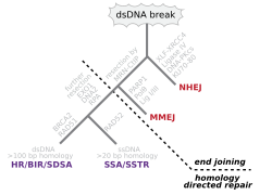 The main double-strand break repair pathways