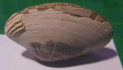cf. Paratapes textilis from the Pliocene of Java, Indonesia