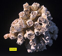 The fossil coral Cladocora from Pliocene rocks in Cyprus