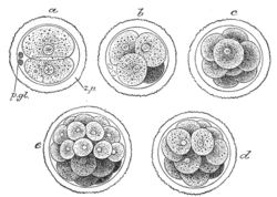 First stages of cleavage in a fertilized mammalian egg. Semidiagrammatic. z.p. Zona pellucida. p.gl. Polar bodies a. Two-cell stage b. Four-cell stage c. Eight-cell stage d, e. Morula stage
