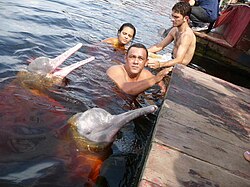 Amazon river dolphin