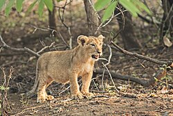 The Asiatic lion has remained a prominent symbol since ancient times