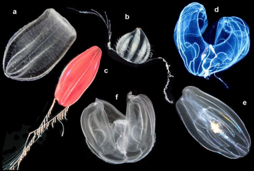Pelagic ctenophoresa Beroe ovata, b unidentified cydippid, c "Tortugas red" cydippid, d Bathocyroe fosteri, e Mnemiopsis leidyi, and f Ocyropsis sp.[19]