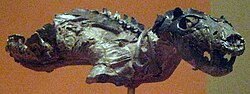 Fossil of Thrinaxodon at the National Museum of Natural History