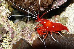 Lysmata, a genus of shrimp that performs protandric simultaneous hermaphroditism