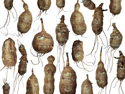 Jerusalem artichoke tuber collage