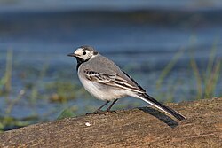 The white wagtail is the national bird of Latvia.[117]