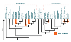 One small clade of fish, showing how venom has evolved multiple times.[1]