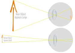 The path of light through the eye calculated using four refractive indices, cornea and lens curvatures approximating components of real eyes. Note objects in some size ranges and distances do not require the light path to bend noticeably to achieve focus.