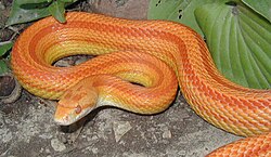 Amelanistic striped corn snake