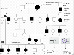 Pedigree illustrating Parametric Linkage Analysis