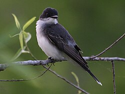 The eastern kingbird was named Lanius tyrannus in 1758