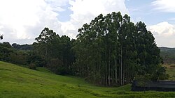 A c. 13-year-old plantation, in Taubaté, São Paulo