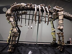 Holotype skeleton of Opisthocoelicaudia