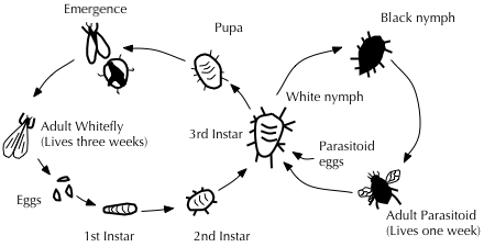 Life cycles of greenhouse whitefly and its parasitoid wasp Encarsia formosa