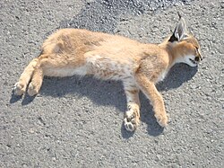 Roadkilled caracal in Afedena (exclosure), Ethiopia