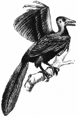 A historic 1904 reconstruction of Archæopteryx