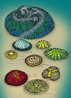 The Ediacaran phylum Trilobozoa possess a wide variety of body shapes, mostly tri-radial symmetry, although their most famous member, Tribrachidium, possesses a triskelion body shape.[25]