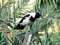 Corvus corone capellanus, Baghdad, Iraq