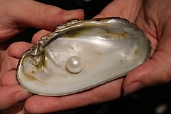 The Abernethy pearl, with the mussel shell in which it was discovered.