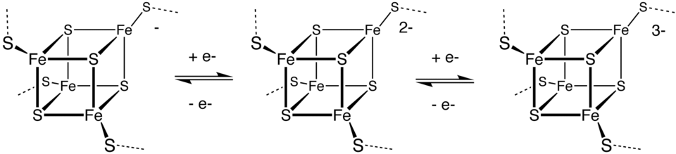 Easiness of electron flow in a cluster provides catalytic effect of a respective enzyme.
