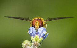 Hoverfly nectaring on a small flower bud covered with dew drops.