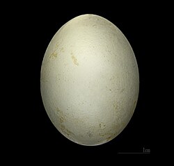 Egg