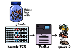 Megabarcoding workflow