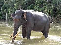 Elephant in Sumatra
