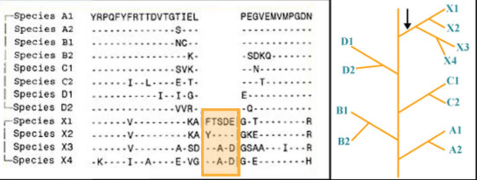 Figure 1: Example of a group-specific Conserved signature indel (CSIs), that is specific for species from taxon X. The dashes in the alignments indicate the presence of an amino acid identical to that on the top line.