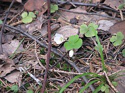 Common wood sorrel (Oxalis acetosella) in Ivanovo Oblast, Russia