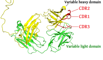 The complementarity determining regions of the heavy chain are shown in red (PDB: 1IGT)