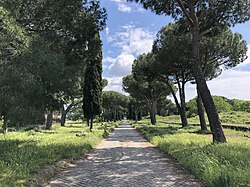 Pines on Via Appia Antica