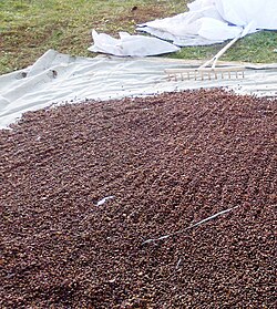 Drying of pine nuts (Siberia)