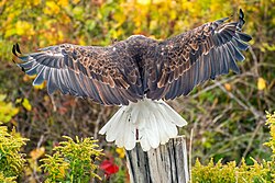 A bald eagle showing its wingspan