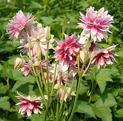 A. vulgaris 'Nora Barlow'