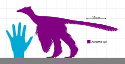 Size comparison